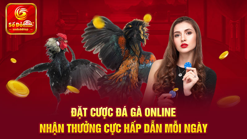 Đặt cược đá gà online nhận thưởng cực hấp dẫn mỗi ngày