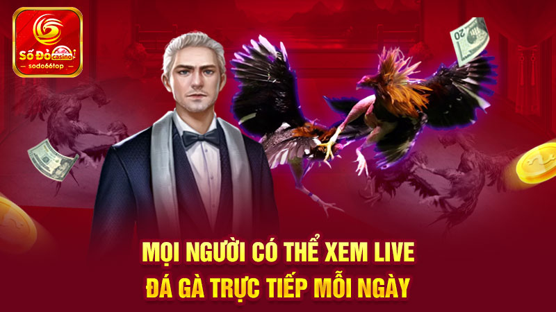 Mọi người có thể xem live đá gà trực tiếp mỗi ngày