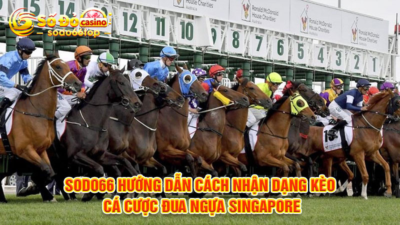 SODO66 hướng dẫn cách nhận dạng kèo cá cược đua ngựa Singapore