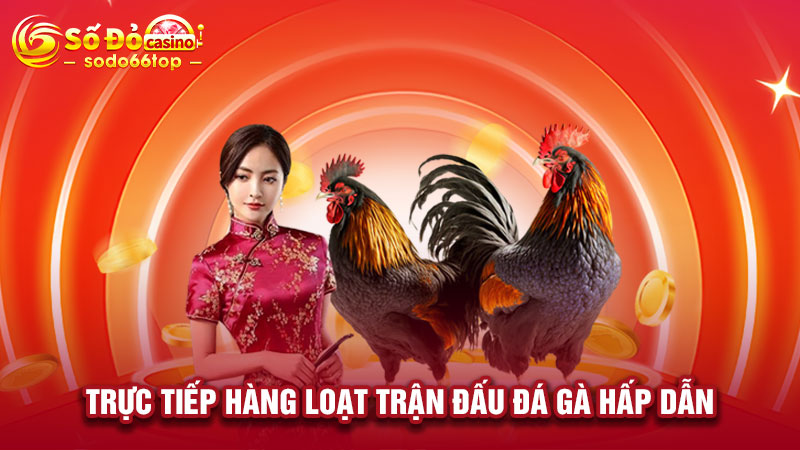 Trực tiếp hàng loạt trận đấu đá gà hấp dẫn